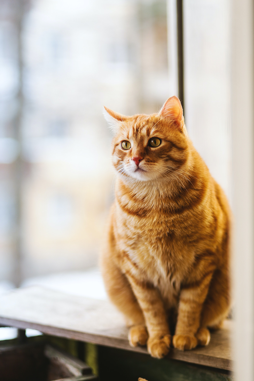 cat blurred